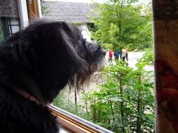 Dog looking from a window and trees outside