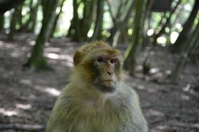 monkey in the shade of tropical forest