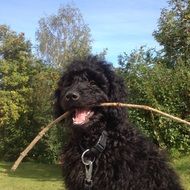 labradoodle with a stick in the summer garden
