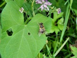 small Mucha Insect on green leaves