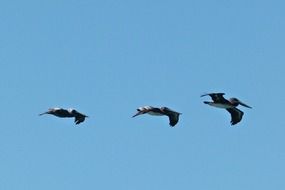 three pelicans in flight