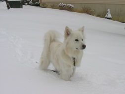 American Eskimo dog in the snow