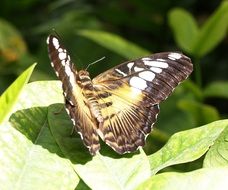 filigree butterfly on the green leaf