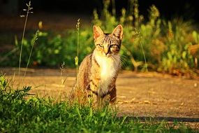 curious mackerel cat