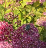 beetle on a dark pink flower