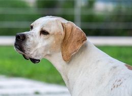 Portrait of Dog Head