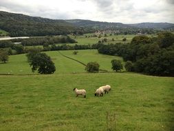 sheep in a national park in england