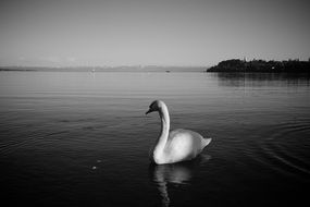 Swan on Lake Constance in monochrome