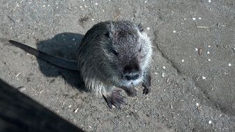 nutria or water rat