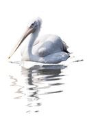 painted white pelican