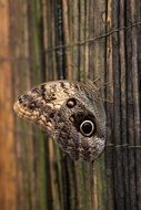 benalmÃ¡dena mariposario on the fence