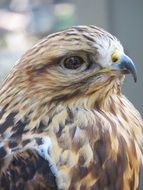 closeup of hawk