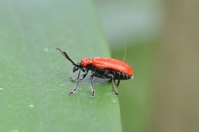 Lily bug on Leaf