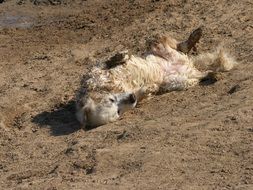 dog Rolls on sand