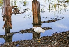 white bird on water in the natural environment