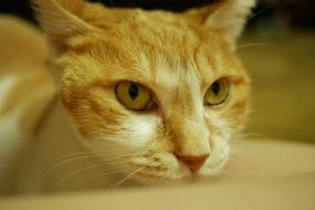 Koreashorthair Cat