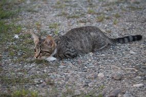 the cat lies on small pebbles