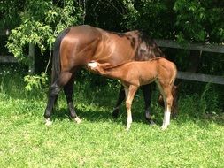 Foal drinks mother's milk