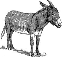 Standing Donkey, black and white illustration