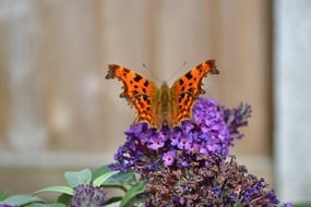 orange butterfly sitting on a flower