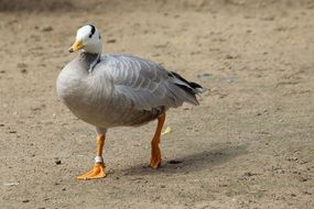 snowgoose in Berlin zoo