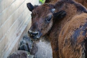 brown bison near the building