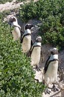 african Penguins on a sand