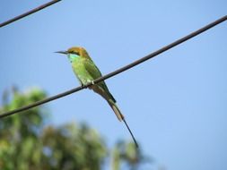 green kingfisher on a wire