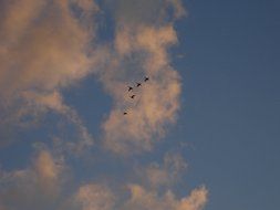 flock of geese against the background of evening clouds
