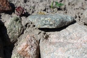 spider on a stone