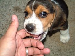 puppy bites man's finger