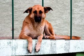 resting cute german shepherd