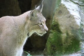 northern lynx among the stones