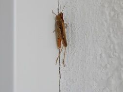 cricket in the white wall