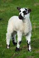 white lamb with black spots