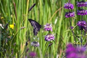 charming butterfly on the wild meadow