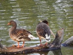 Ducks on a lake