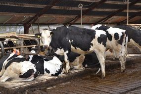 black and white milk farm cows in stall