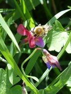 bee with long antennae on Flower