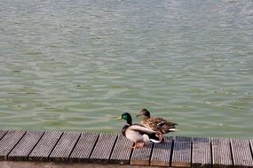 Duck Pair