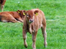 young calf on the farm
