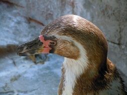 profile portrait of a penguin