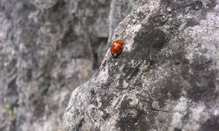 ladybug on a gray stone