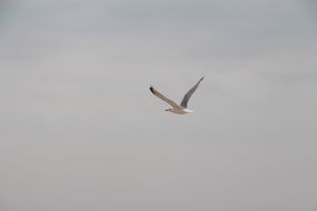 Seagulls sea flight
