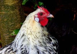 portrait of spotted chicken among nature