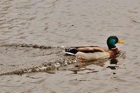 swimming drake