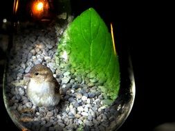 clipart of young Sparrow on pebbles in glass