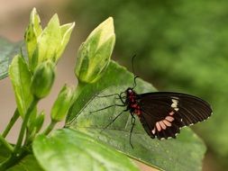 black butterfly in butterfly park of Benalmadena