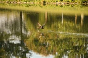 bird soars over the lake