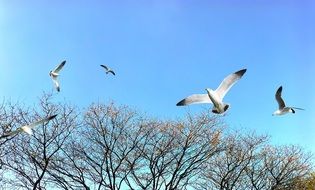attractive Trees Park